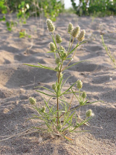 Подорожник песчаный (Plantago arenaria Waldst. & Kit.) на песчаном пляже. Окрестности г. Саратова