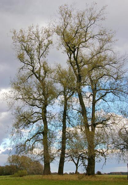 Взрослые деревья в пойме реки Эльбы, Германия