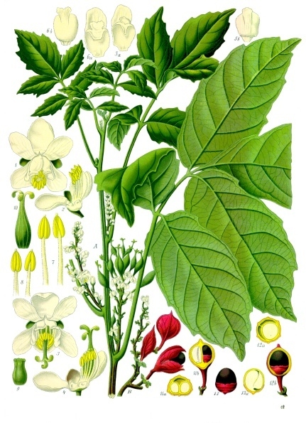 Гуарана. Ботаническая иллюстрация из книги Köhler’s Medizinal-Pflanzen, 1887 г.