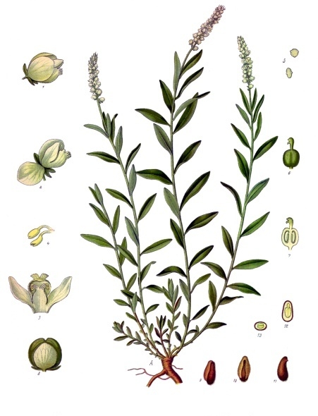 Сенега (Polygala senega). Ботаническая иллюстрация из книги Köhler's Medizinal-Pflanzen, 1887 г.