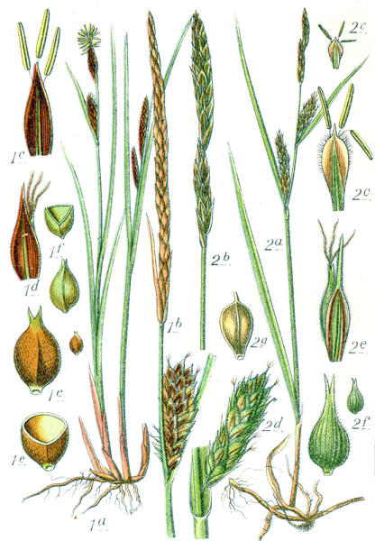 Ботаническая иллюстрация Якоба Штурма из книги Deutschlands Flora in Abbildungen, 1796 г. 1 — Carex lasiocarpa, 2 — Carex hirta 1a — общий вид, 1b — соцветие, 1с — мужской цветок, 1d — женский цветок, 1e — мешочек, 1f — семя
