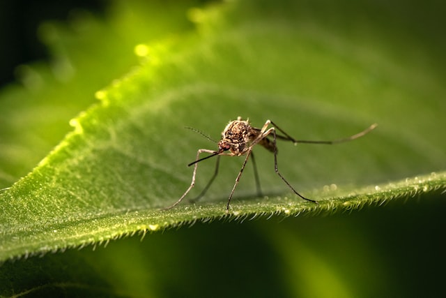 Чем унять зуд от укусов насекомых?