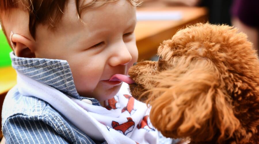 Как и почему ребенок начинает любить животных?