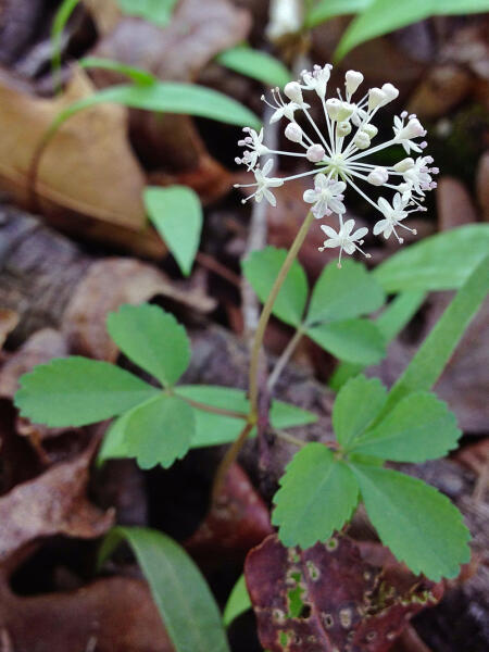 Женьшень трёхлистный (Panax trifolius), общий вид цветущего растения