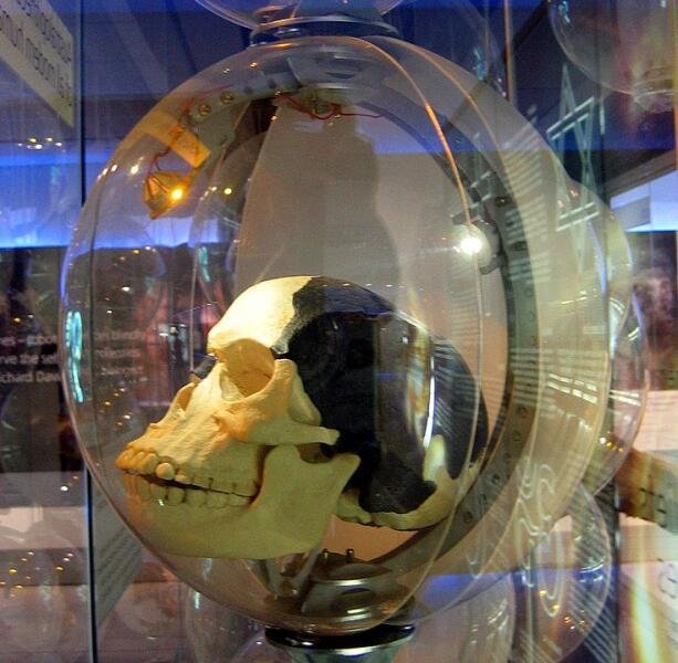 Копия черепа «пилтдаунского человека» в музее