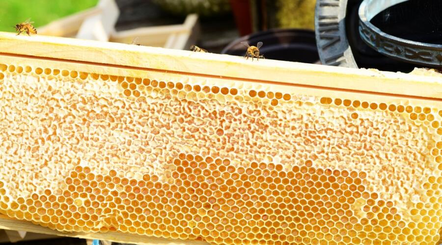 Как правильно выбирать мед?