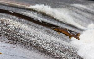 Странные дожди: как наловить рыбы... с неба?