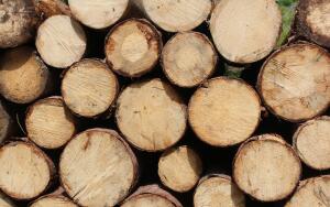 По каким признакам идентифицируются лесные древесные породы?