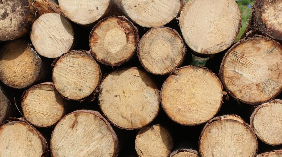По каким признакам идентифицируются лесные древесные породы?