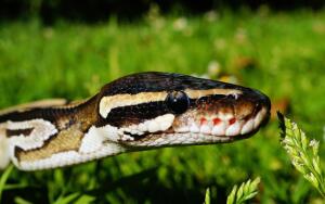 В мире животных. Как линяют змеи?