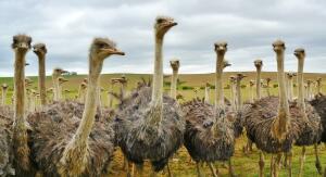 Как разводить страусов на небольшой ферме?