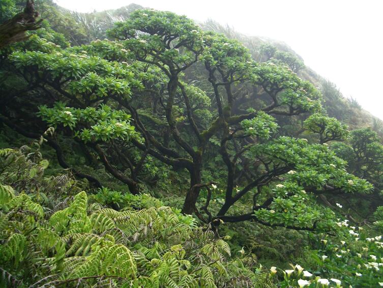Капустное дерево