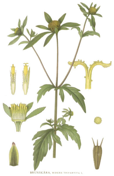 Ботаническая иллюстрация из книги К. А. М. Линдмана Bilder ur Nordens Flora, 1917—1926 гг.