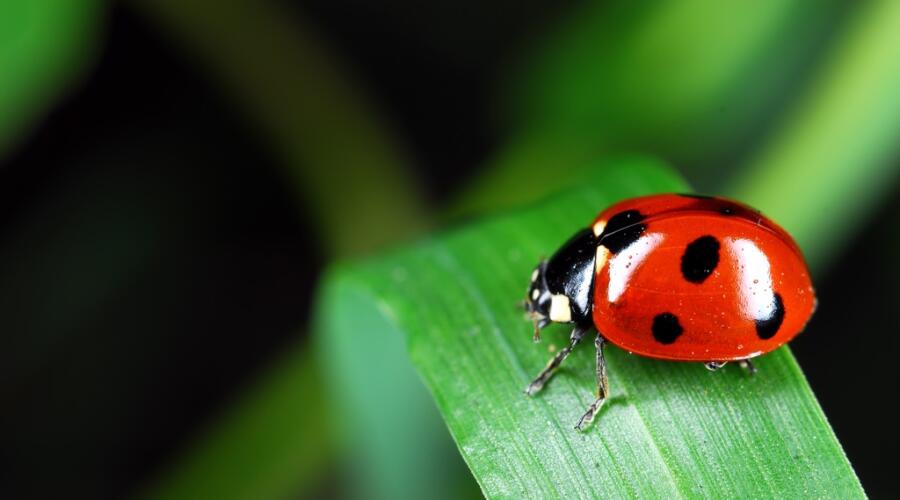 Как паучок Любознайка изучал мир жуков?