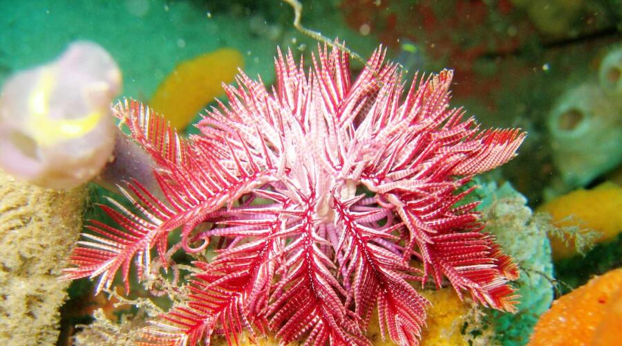 Морская лилия Ptilometra australis