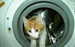 Как правильно ухаживать за стиральной машиной «Индезит»: внутренний и внешний уход
