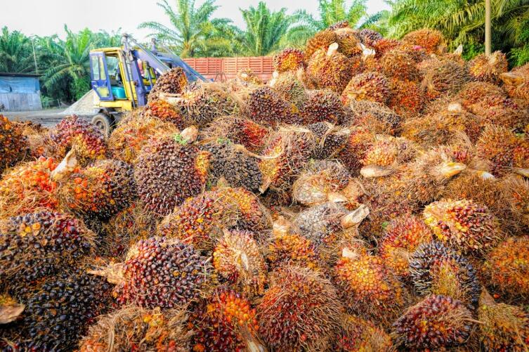 Так собирают плоды пальмы