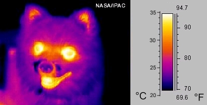 Изображение собаки, сделанное тепловизором