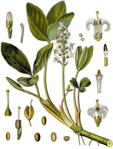 Вахта трёхлистная. Ботаническая иллюстрация из книги Köhler’s Medizinal-Pflanzen, 1887 г.