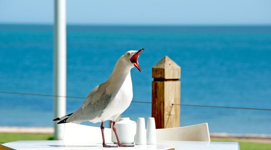 Лихорадка Западного Нила: опасен ли для человека вирус-убийца птиц?