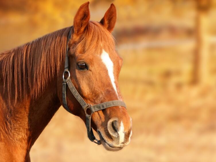 Привить от болезни можно только лошадей