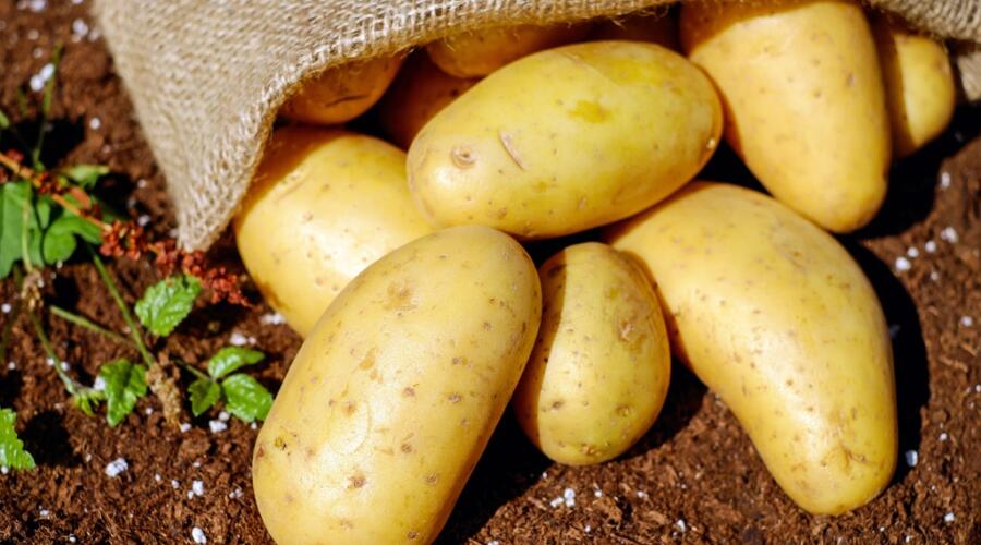 Какие блюда можно приготовить из картошки?