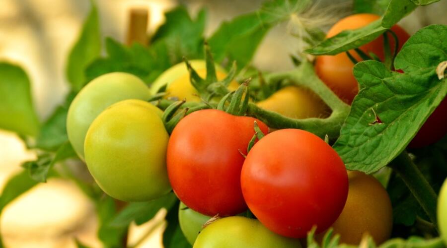 Что за растение помидофель?