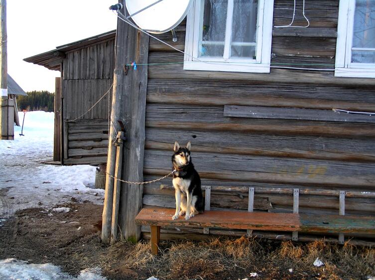 Собака беспородная с функцией охраны дома