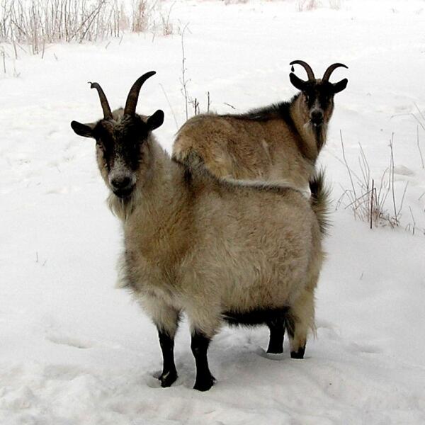 Годовалые козы-сестры на зимней прогулке