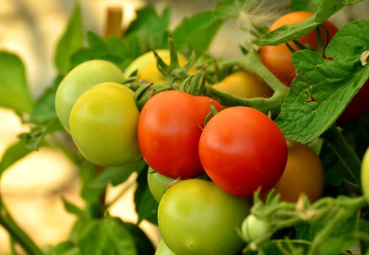 Как выращивать томаты Черри?