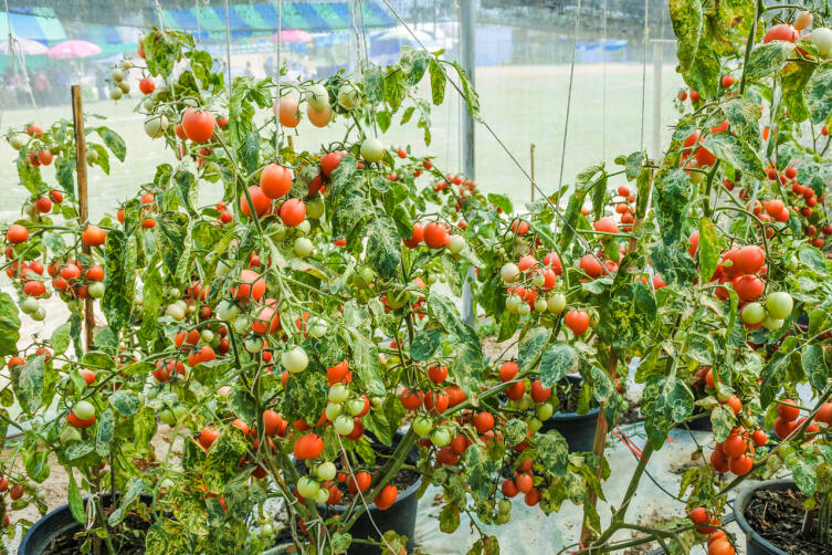 Урожай на балконе. Как выращивать томаты Черри в квартире?
