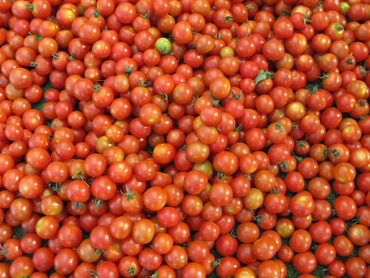 Урожай на балконе. Как выращивать томаты Черри в квартире?