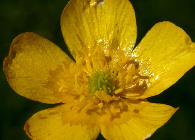 Цветок лютика едкого (Ranunculus acris)