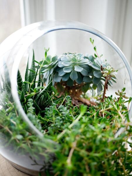 Как создать домашний мини-сад из комнатных растений?