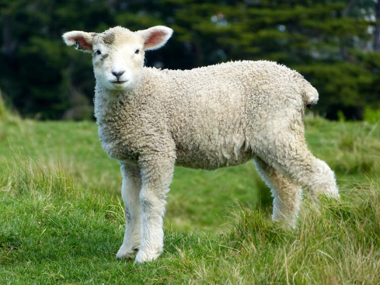 Как разводить овец в фермерском хозяйстве?