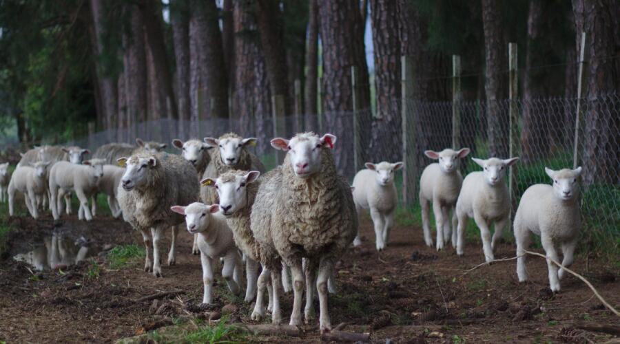 Как разводить овец в фермерском хозяйстве?