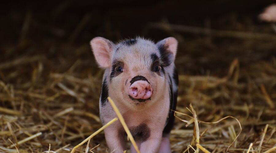 Фермерский опыт. Как разводить свиней?