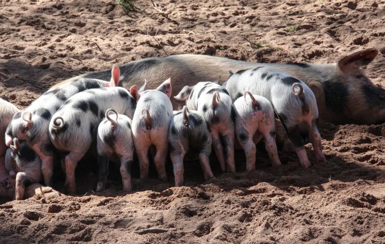 Фермерский опыт. Как разводить свиней?