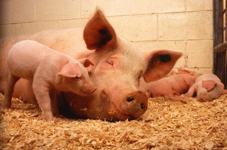 Фермерский опыт. Как разводить свиней?