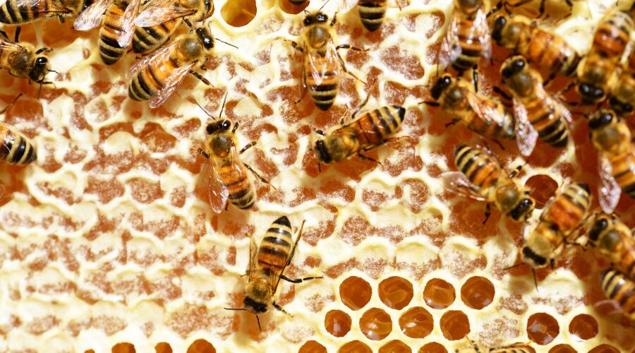 Фермерский опыт. Как разводить пчел?