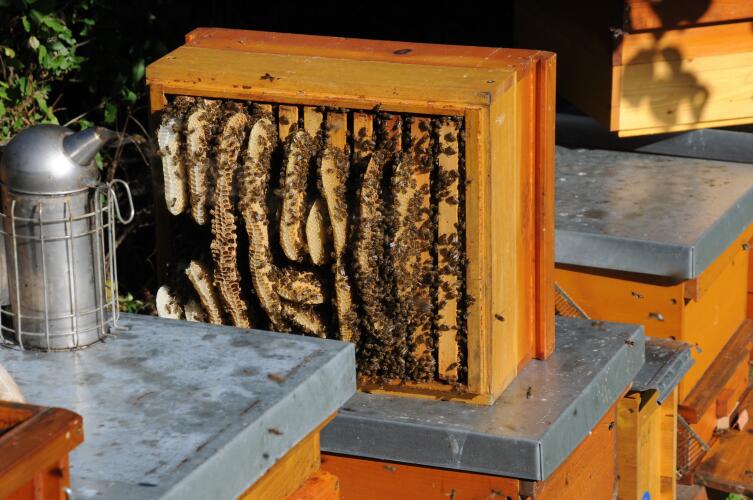 Фермерский опыт. Как разводить пчел?