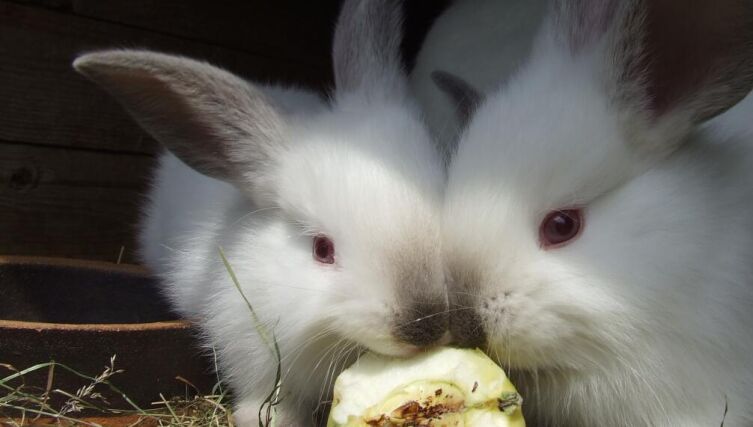 Выгодно ли быть фермером?