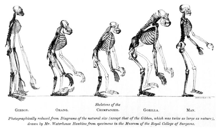Изображение с фронтисписа работы зоолога Томаса Хаксли «Доказательства места человека в природе  (англ.)рус.» (1863), на котором сопоставляются скелеты современных обезьян и человека