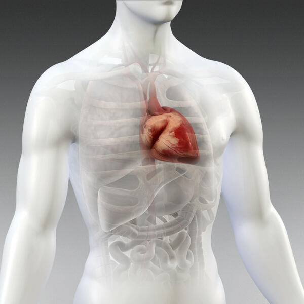 Рисунок антомической топографии сердца и прилегающих органов грудной и брюшной полостей, диафрагмы