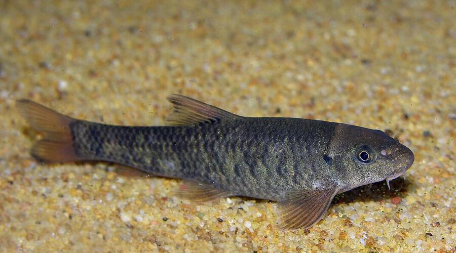 Рыбка Garra rufa