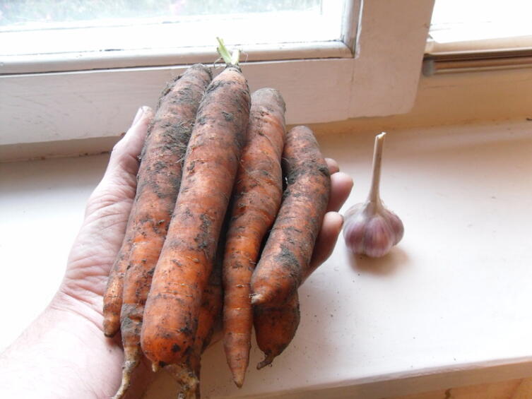 Экологически чистая морковка
