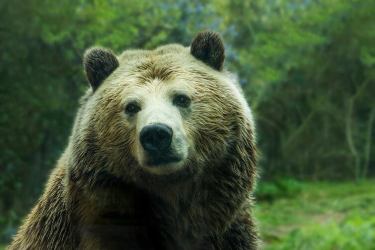Почему медведь - символ России?