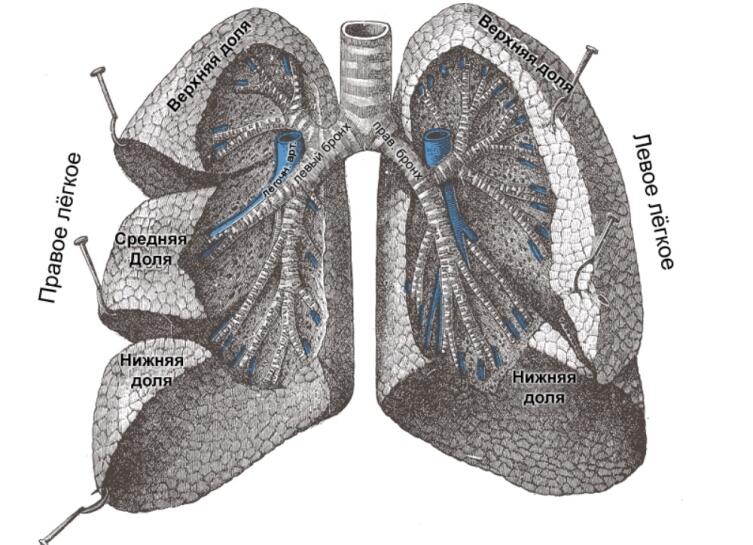 Лёгкие человека в разрезе. Воздушные входы и выходы из лёгких через проходы хрящевых трубок— бронхи и бронхиолы. На этом рисунке ткань лёгких рассечена, чтобы раскрыть бронхиолы. на рисунке неправильно обозначены бронхи. Правый бронх заходит в правое легкое, а левый в левое, а не наоборот