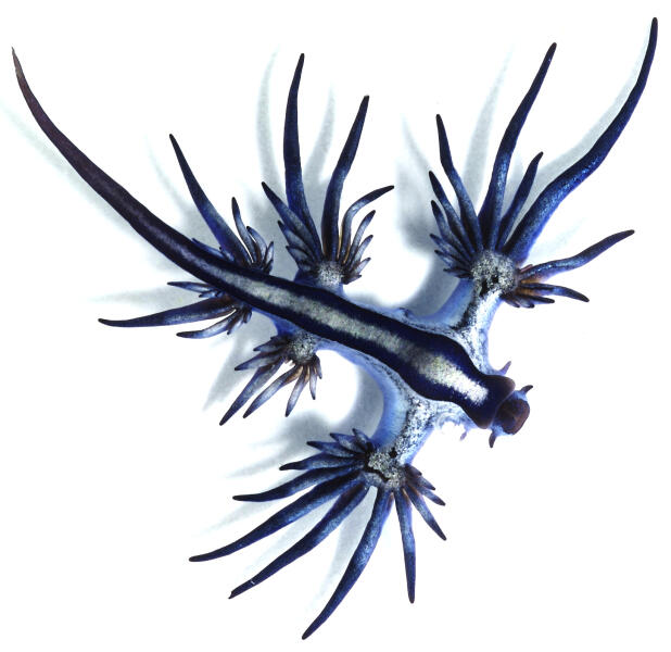 Glaucus atlanticus (с брюшной стороны)