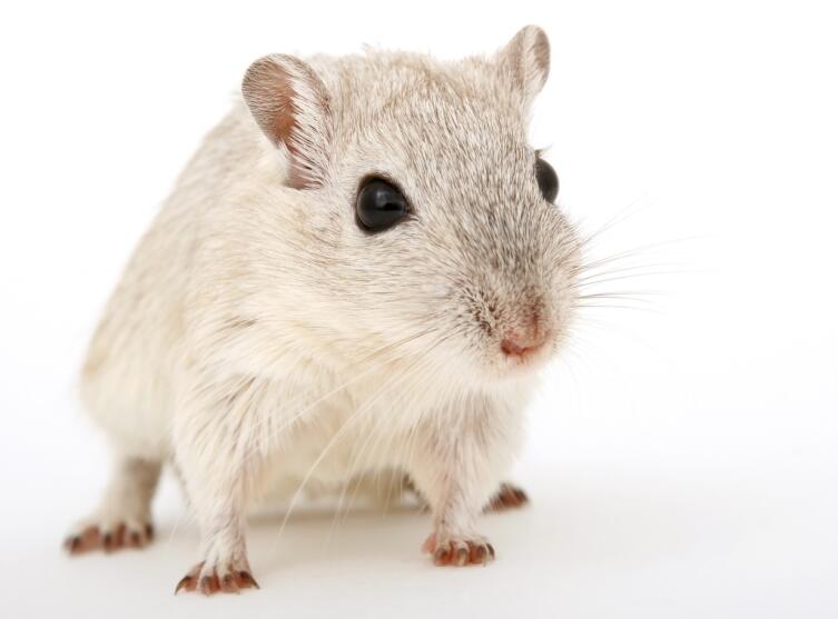 Мышки с корицей. Как популярная пряность влияет на когнитивные способности?